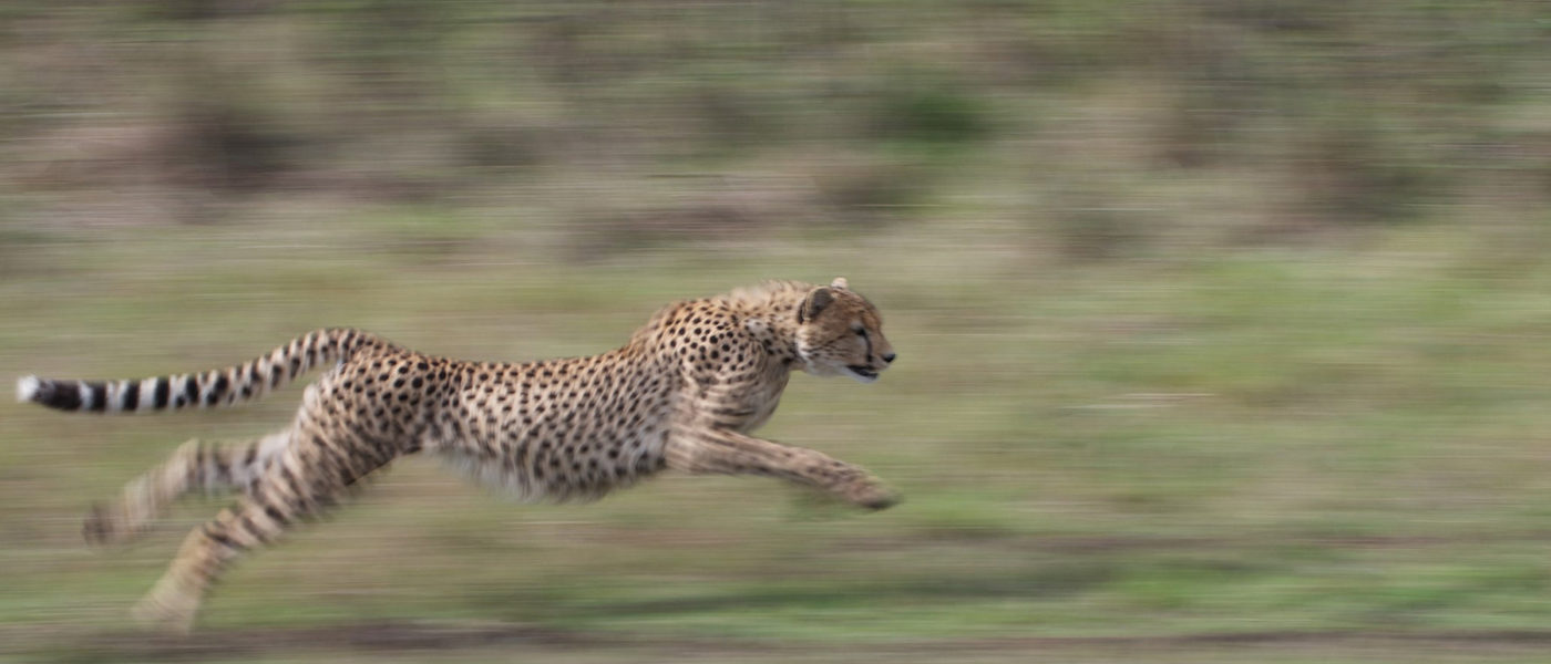 fast-growing networks cheetah running