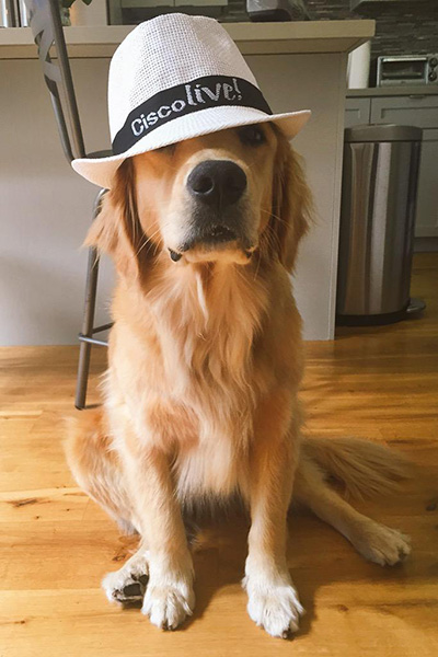 golden retriever dog wearing CLUS 2015 hat