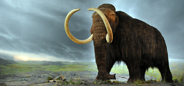 nettwork API MSP stone age woolly mammoth