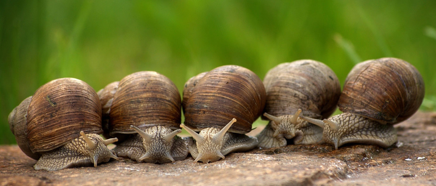 network performance issues slow snails auvik use case