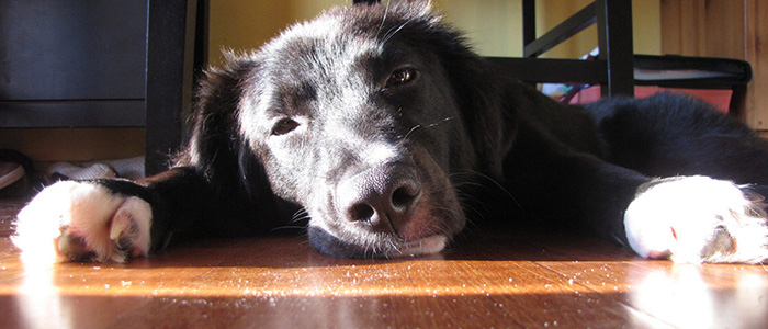 dog tired alert fatigue tech burnout