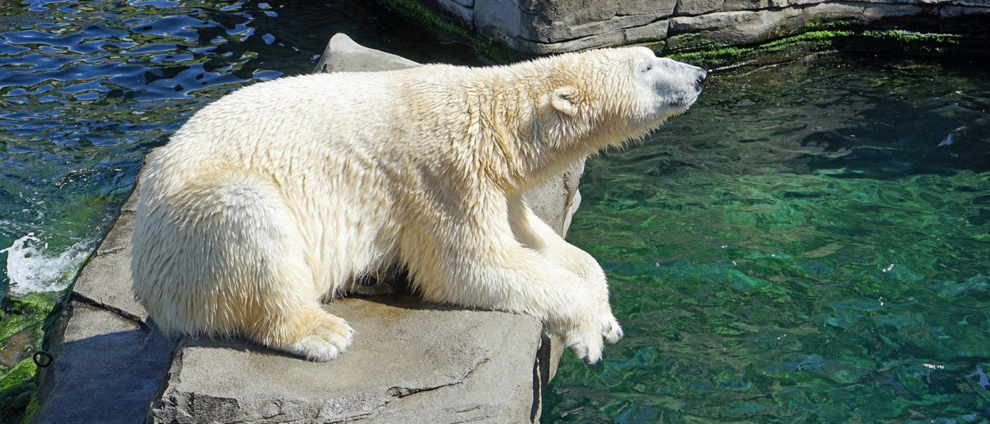 polar bear Frankly MSP podcast